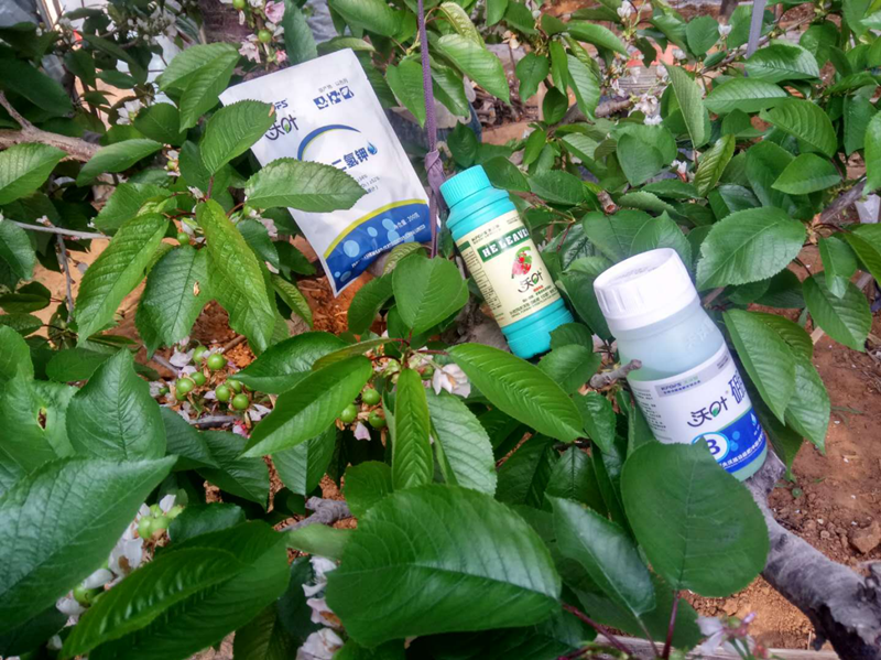 葉面肥-櫻桃用沃葉?；ū９~面肥效果.png