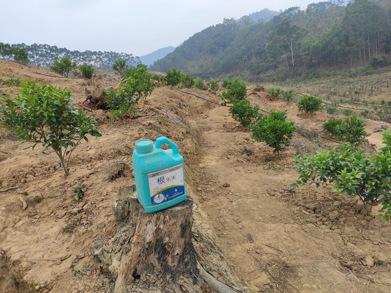 新栽柑橘幼苗這樣施肥效果好!