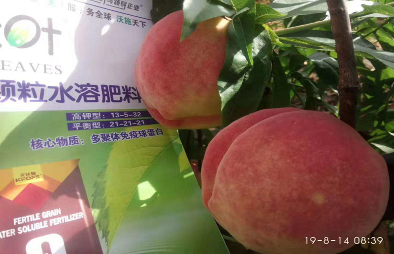 水蜜桃怎么種植,提高品質(zhì),實(shí)現(xiàn)創(chuàng)富