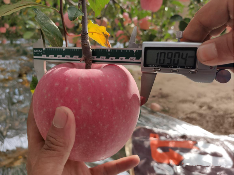 微生物菌劑這樣用，根治果樹(shù)根腐