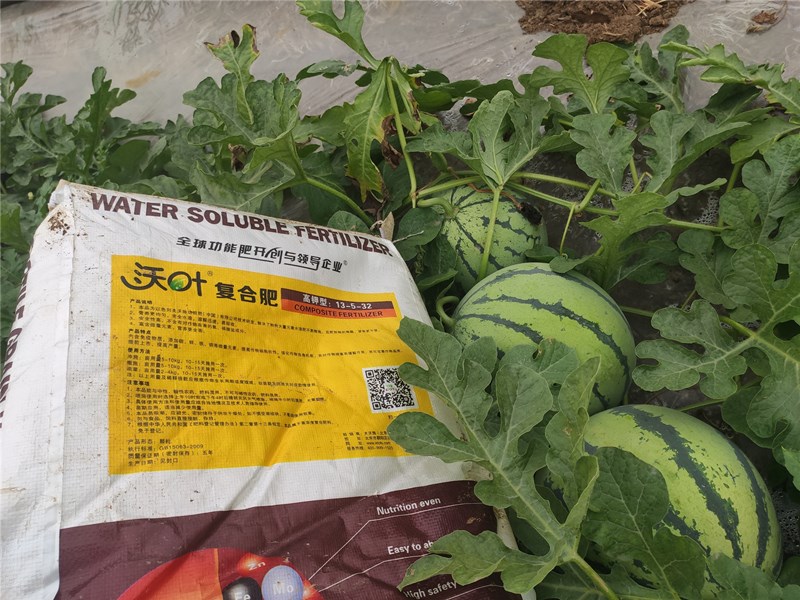 高鉀顆粒水溶肥這樣用,膨瓜好 高鉀顆粒水溶肥這樣用,膨瓜好