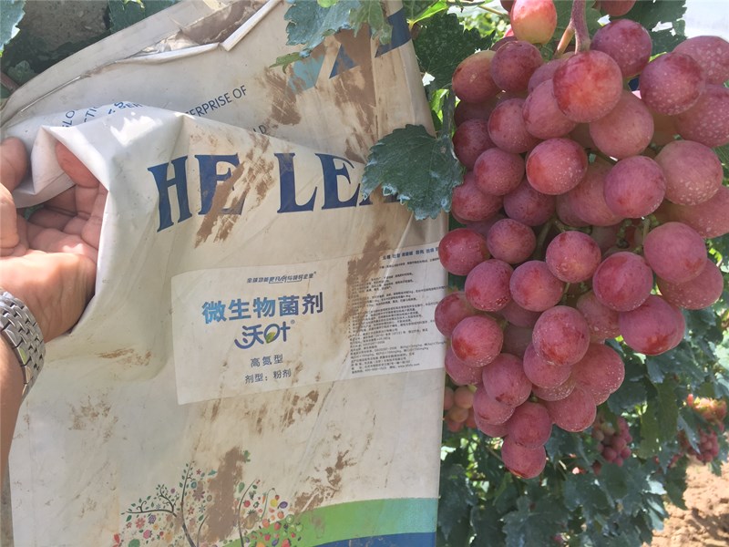 葡萄沖施微生物菌劑效果突出 葡萄沖施微生物菌劑效果突出