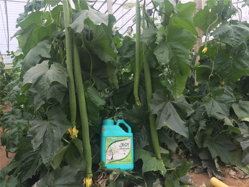 水溶肥料如何搭配絲瓜能質(zhì)好,量高 水溶肥料如何搭配絲瓜能質(zhì)好,量高