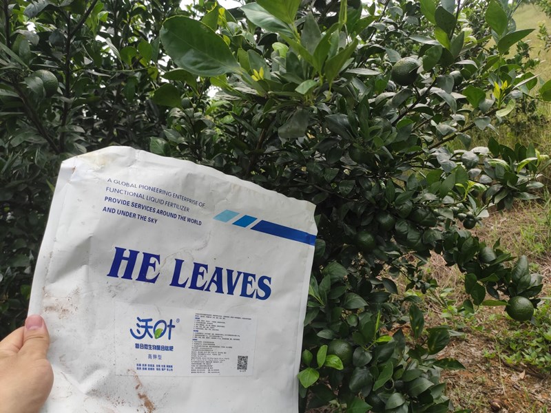 選擇什么微生物菌劑,才能讓柑橘品質(zhì)更好? 選擇什么微生物菌劑,才能讓柑橘品質(zhì)更好?