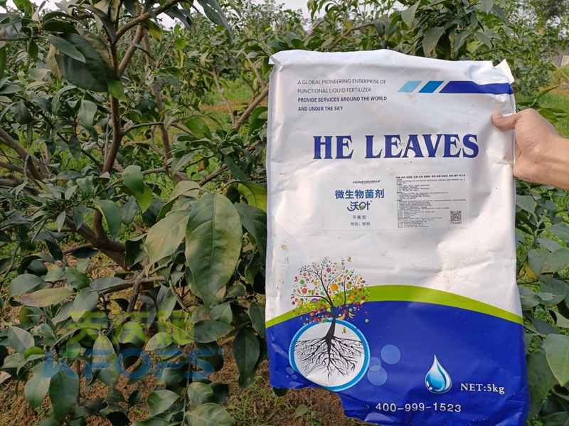 氨基酸水溶肥是怎么防御“倒春寒”的？