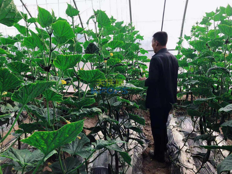 黃腐酸鉀怎么用？王老師為您解答