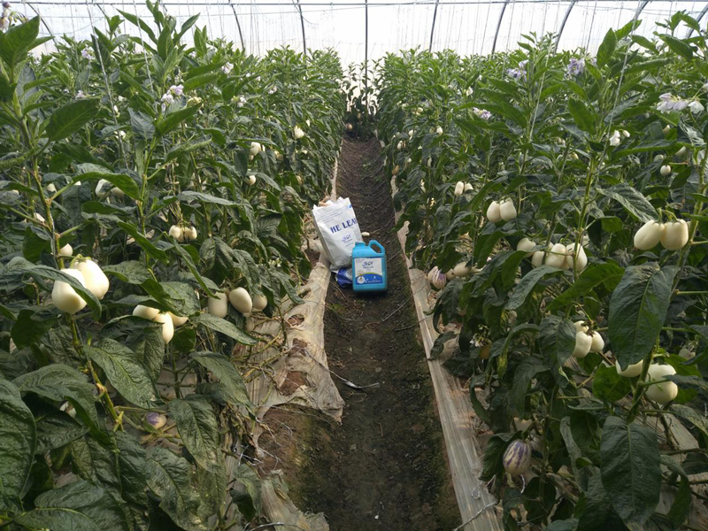 人參水溶肥你了解多少？