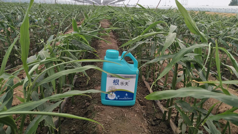 種植蔬菜用什么肥料？