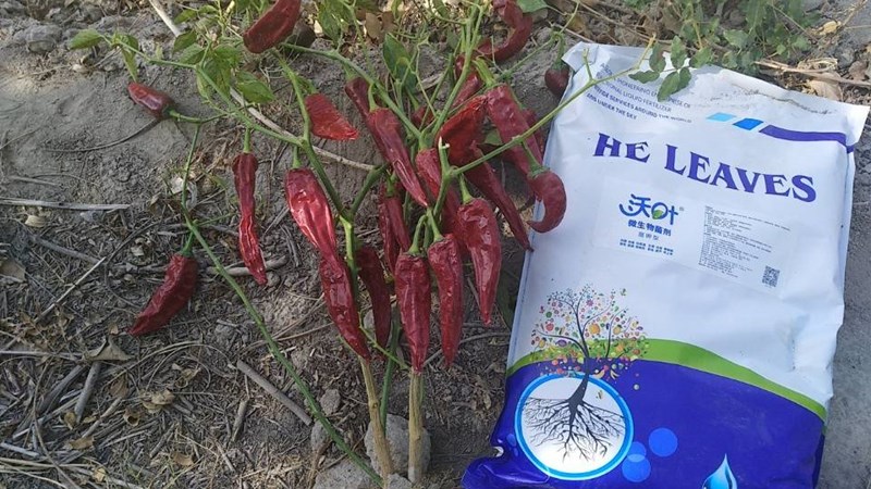 水溶肥那么多？為什么沃葉能養(yǎng)護(hù)作物根系