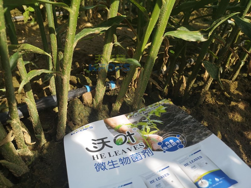 大姜施肥有方法，這樣施肥準(zhǔn)高產(chǎn)