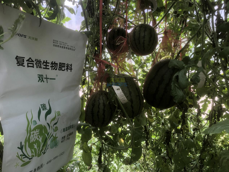 西瓜重茬栽培-雙十一復(fù)合微生物肥料.png
