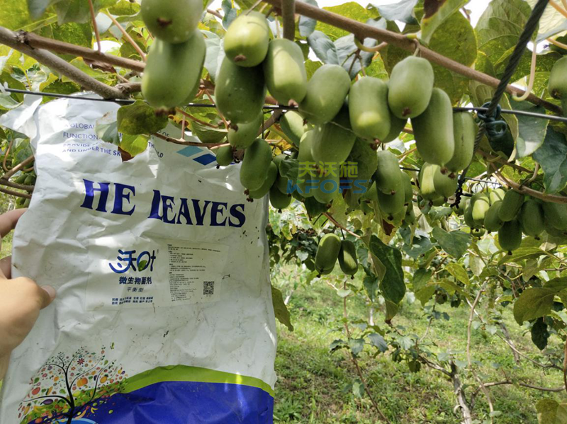 菌劑如何在獼猴桃上用？