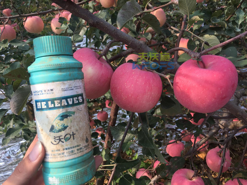 蘋果樹(shù)怎么施肥？施什么肥才能高產(chǎn)