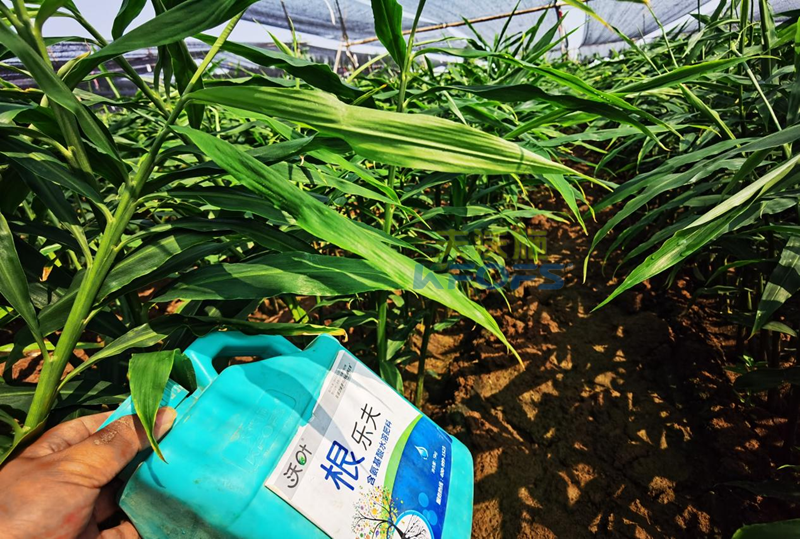 大姜苗期用什么肥料-沃葉根樂夫.png