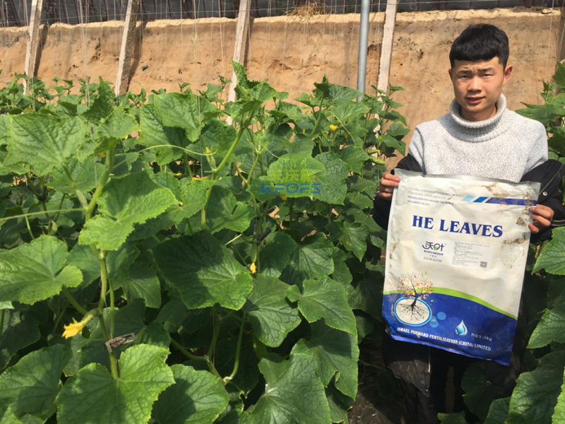 黃瓜根部施肥與葉面施肥