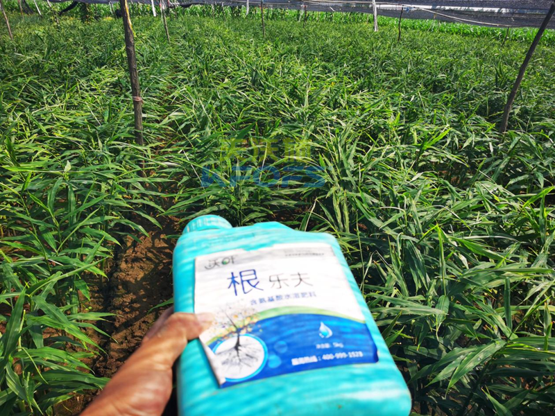 大姜生長(zhǎng)前期如何施肥？