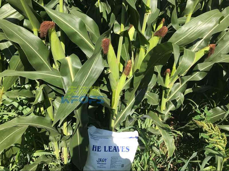 玉米為什么要使用葉面肥，怎么使用？