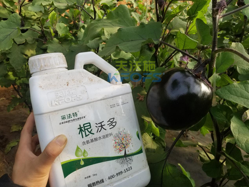 水溶肥-茄子用采法特生根劑效果.png