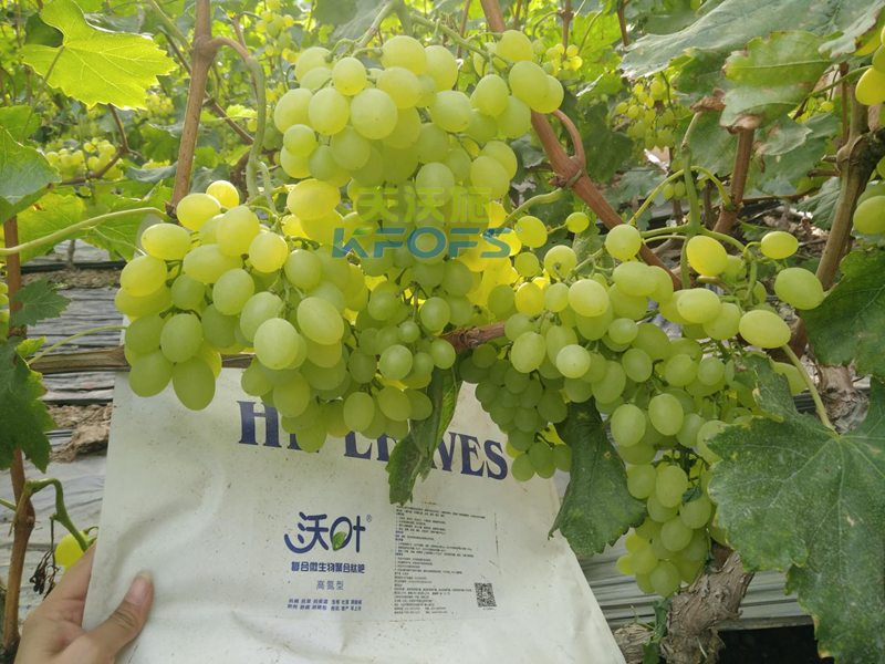 哪種菌肥對(duì)土壤幫助大？