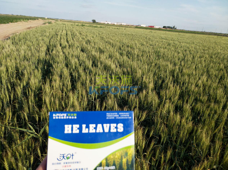 小麥返青用什么肥好？