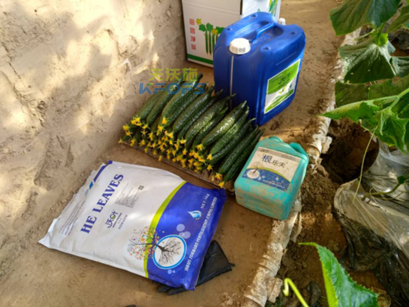 水溶肥-黃瓜用沃葉微生物菌劑效果1.png
