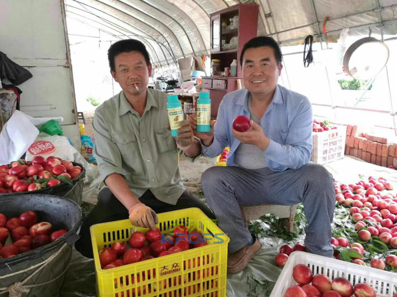 葉面肥什么時候打效果好？記住這幾個節(jié)點！