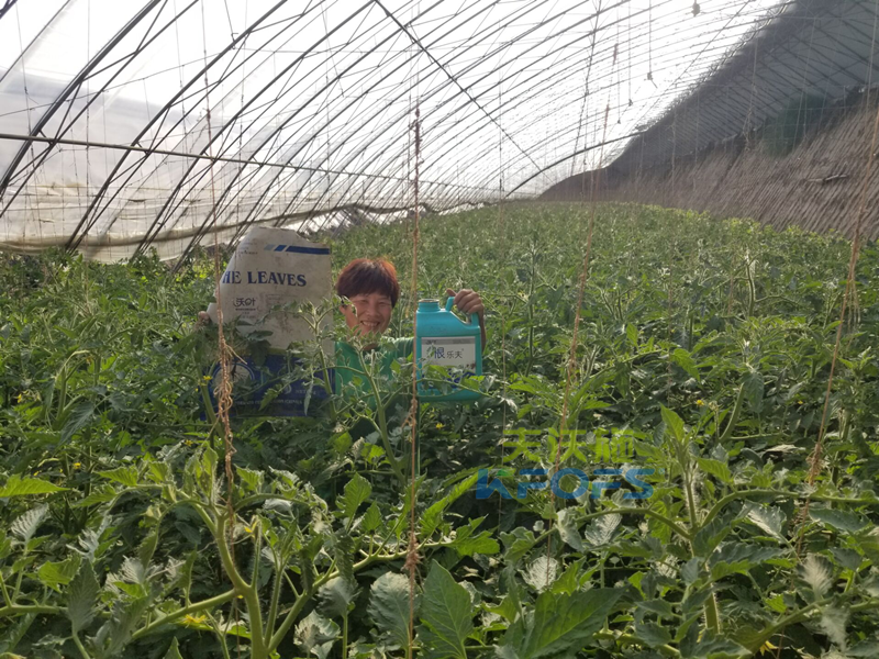 西紅柿使用菌肥好嗎？