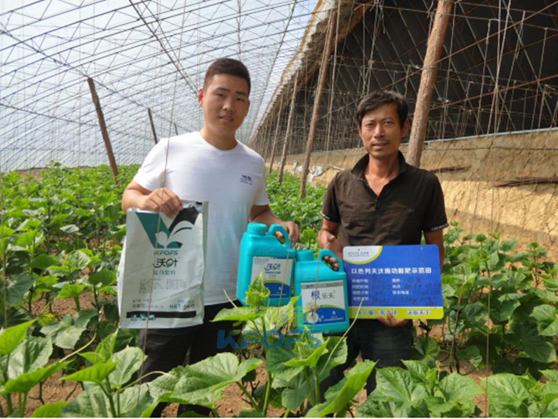 冬季溫室大棚黃瓜管理重點(diǎn)——養(yǎng)根壯秧！