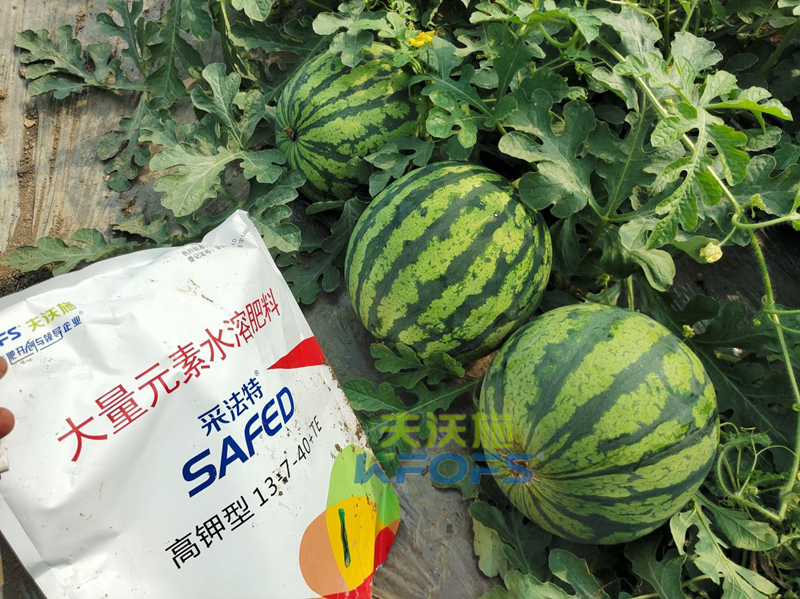 種西瓜用什么肥料好？附全生育期施肥方案！