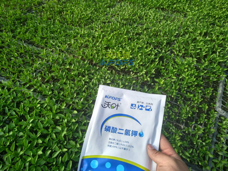 水溶肥-辣椒用沃葉磷酸二氫鉀效果.png