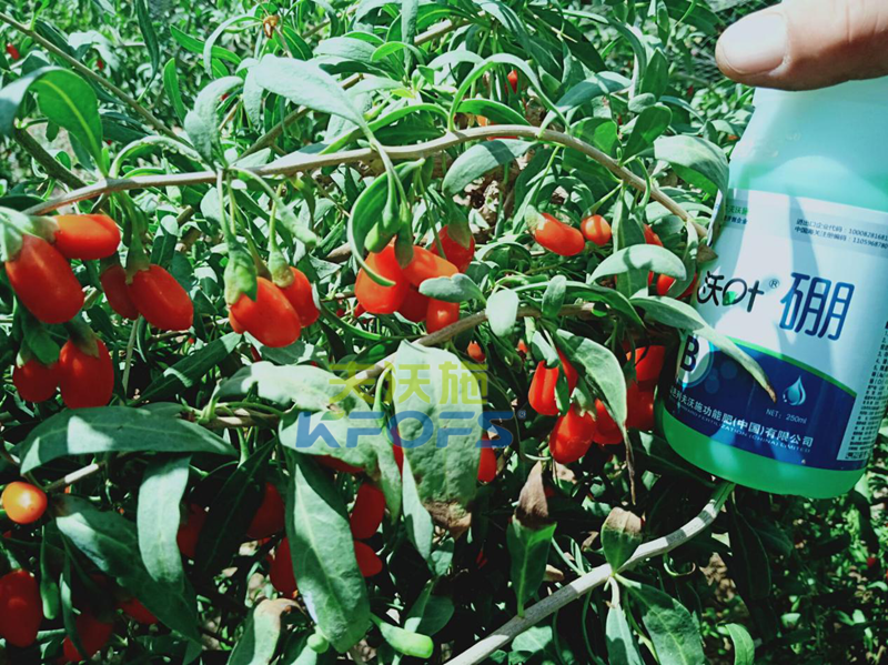 2019年枸杞種植前景如何？