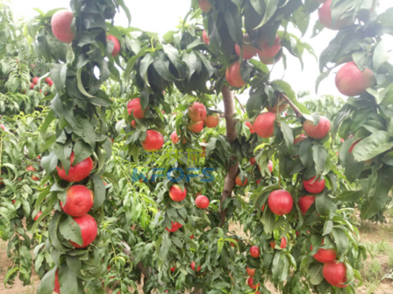 桃樹沖施肥哪家好？