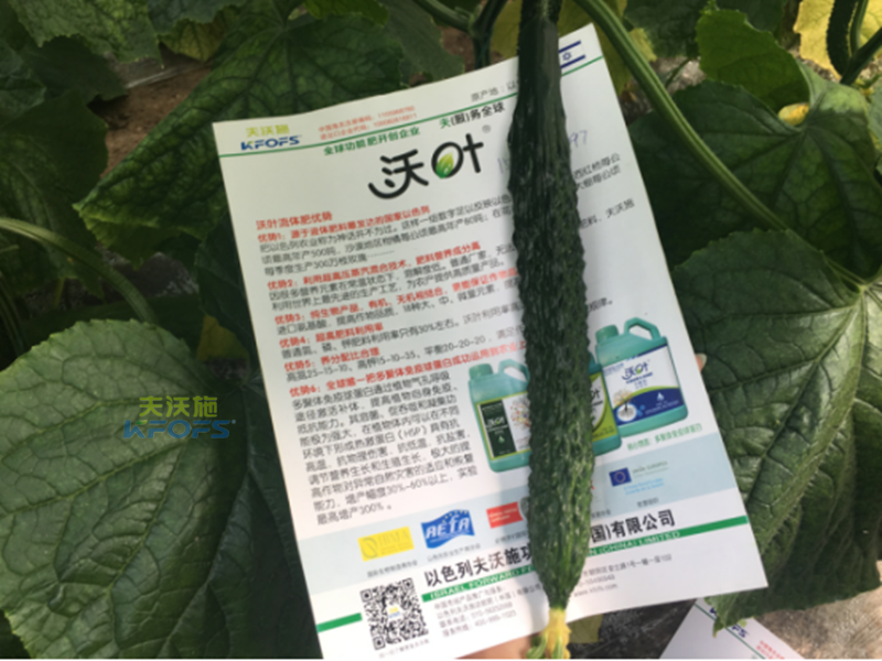 黃瓜沖施肥如何使用效果更好-沃葉黃瓜 (2).png
