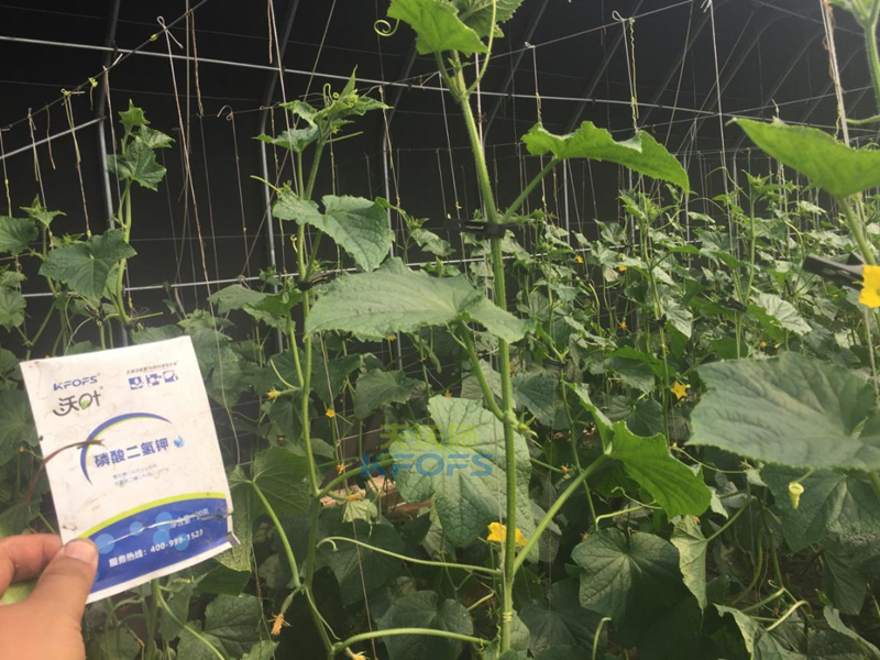 黃瓜噴什么葉面肥莖稈粗壯-沃葉磷酸二氫鉀.png