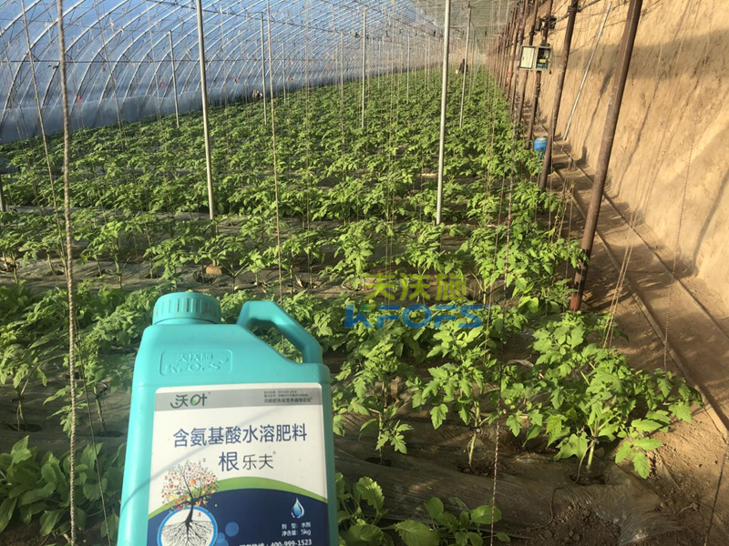 西紅柿苗期施什么肥-沃葉根樂夫.png