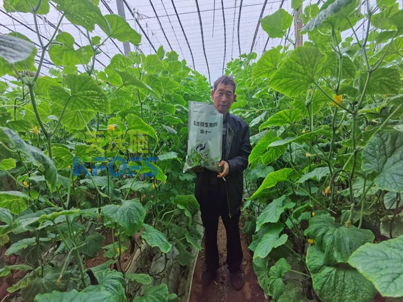 水溶肥在黃瓜結(jié)瓜期如何使用？