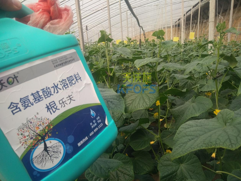 水溶肥調理黃瓜黃頭，夫沃施有一招！