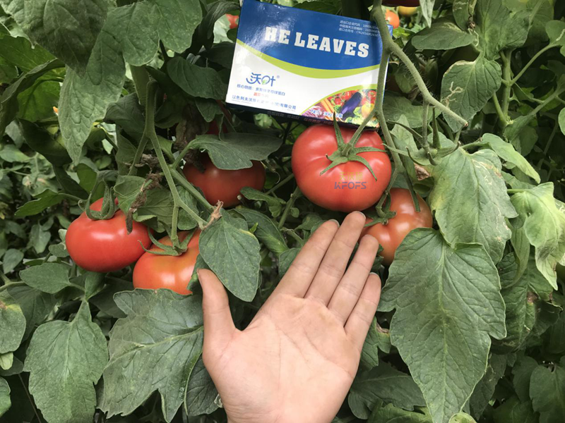 鈣肥的作用？-沃葉西紅柿1.png