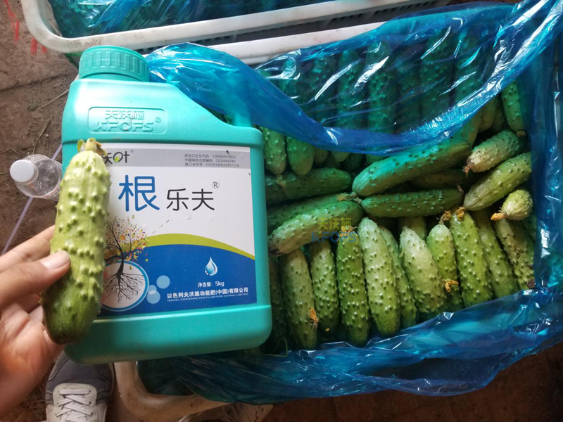 根系、土壤問(wèn)題如何解決？