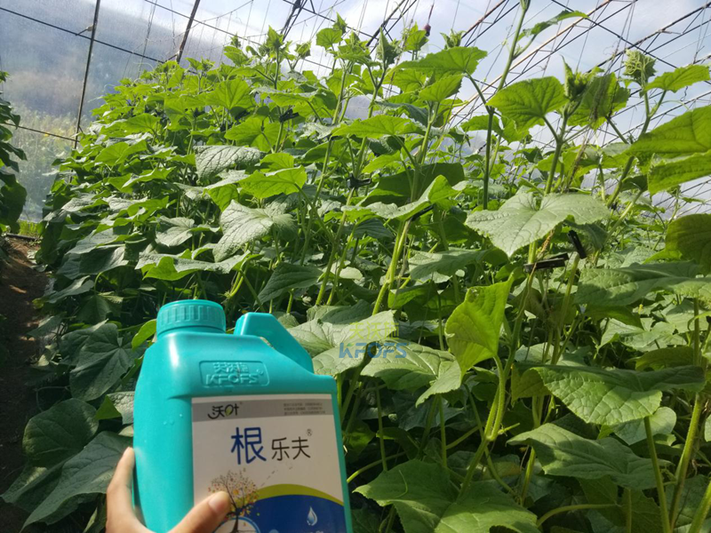 根系、土壤問(wèn)題如何解決-沃葉根樂(lè)夫黃瓜1.png