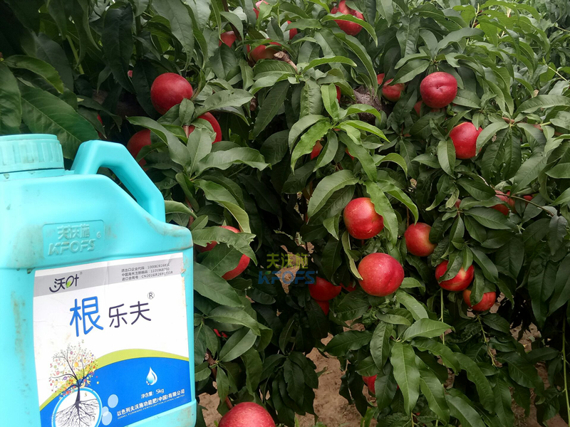 果樹生根劑用什么好？