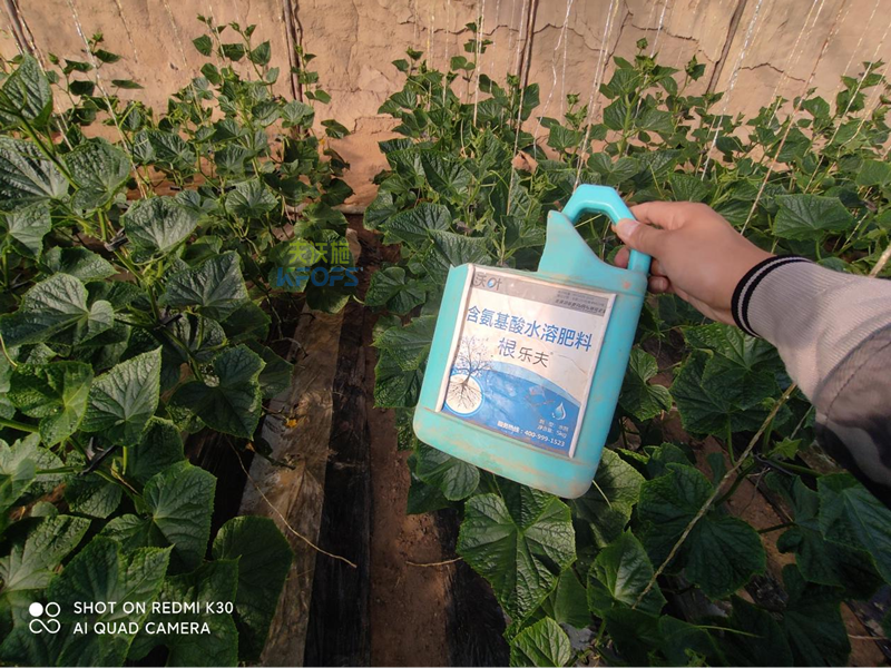 水溶肥的作用-沃葉根樂(lè)夫多黃瓜.png