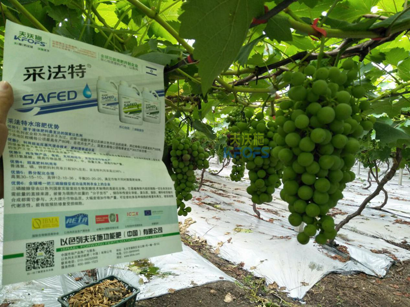 葡萄膨大期施肥技術(shù)-收藏版！