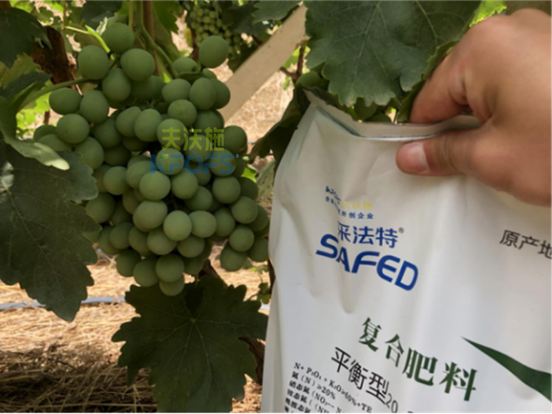 葡萄樹(shù)施什么肥好-采法特葡萄.png