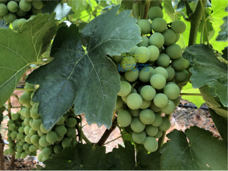 葡萄樹(shù)施什么肥好-采法特葡萄1.png