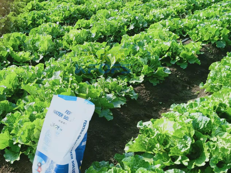 水溶肥如何撒施？夫沃施教你！