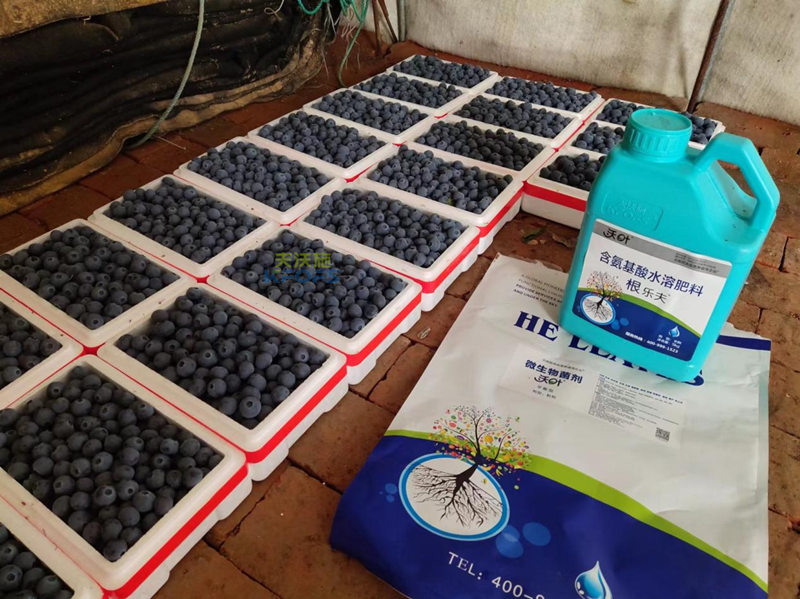 微生物菌劑，張總只認準沃葉的原因？