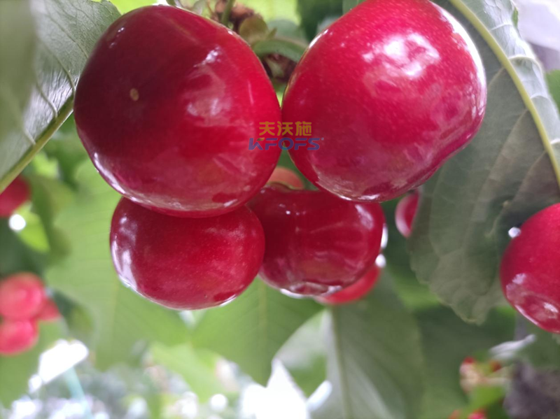 櫻桃用什么水溶肥？張大叔推薦沃葉