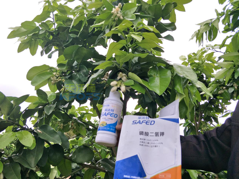 磷酸二氫鉀的作用及使用方法 磷酸二氫鉀的作用及使用方法