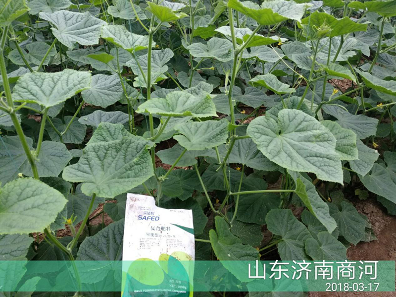 大棚黃瓜施肥技術(shù)